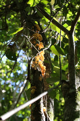 L'Australie à Cow Bay et Cape Tribulation en 2017