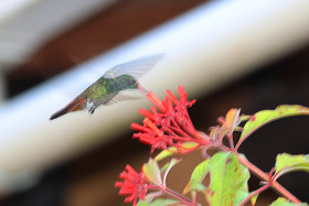 Premier séjour à Crooked Tree , au Bélize en octobre 2021
