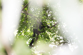 Singes hurleurs à Punta Gorda, Bélize