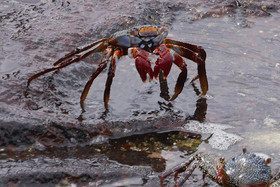 Punta Culebra Nature Center