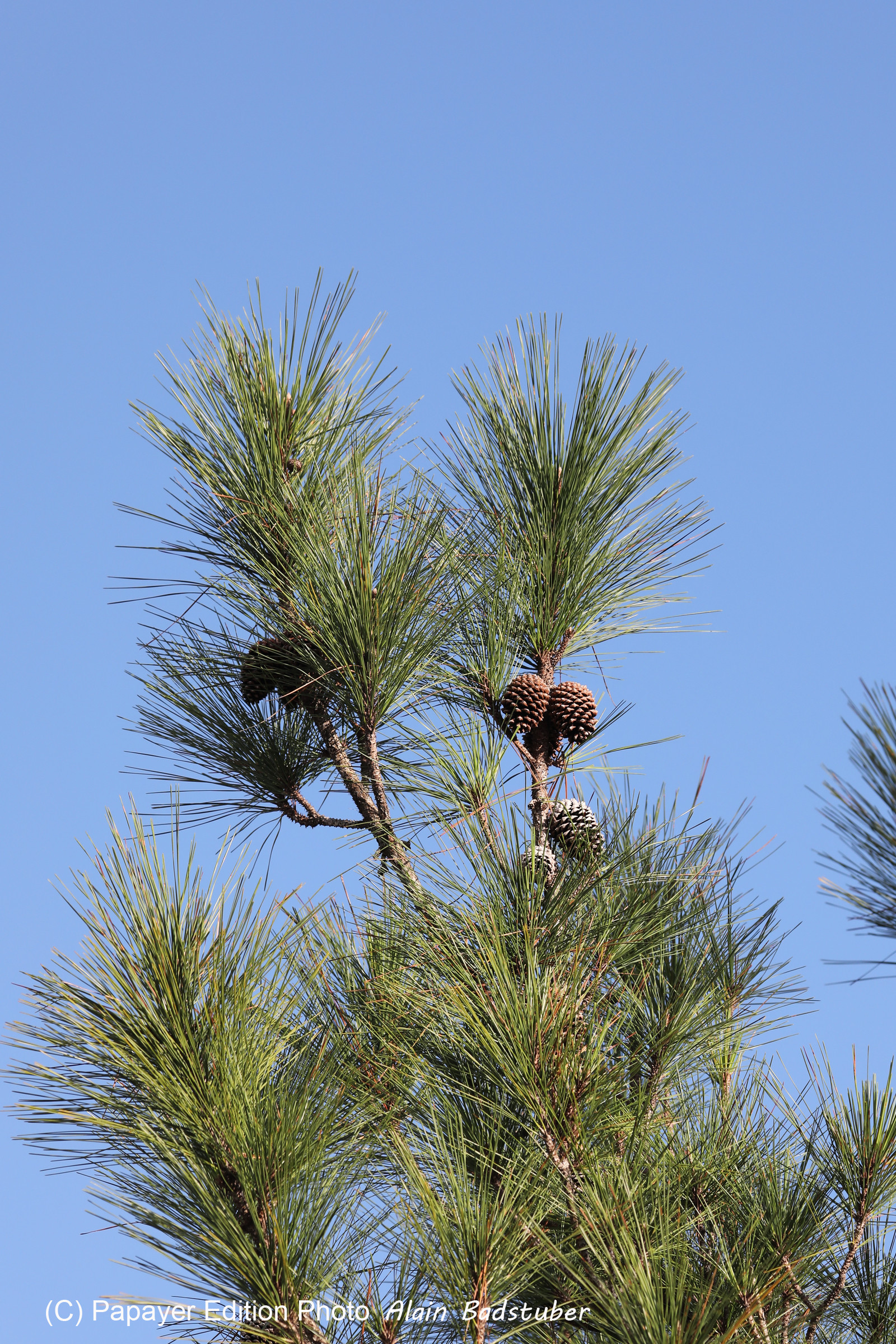 Premier séjour à Crooked Tree , au Bélize en octobre 2021