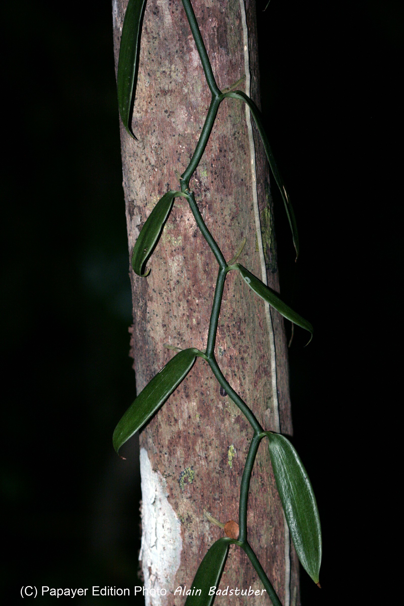 Images_Belize_2011_289