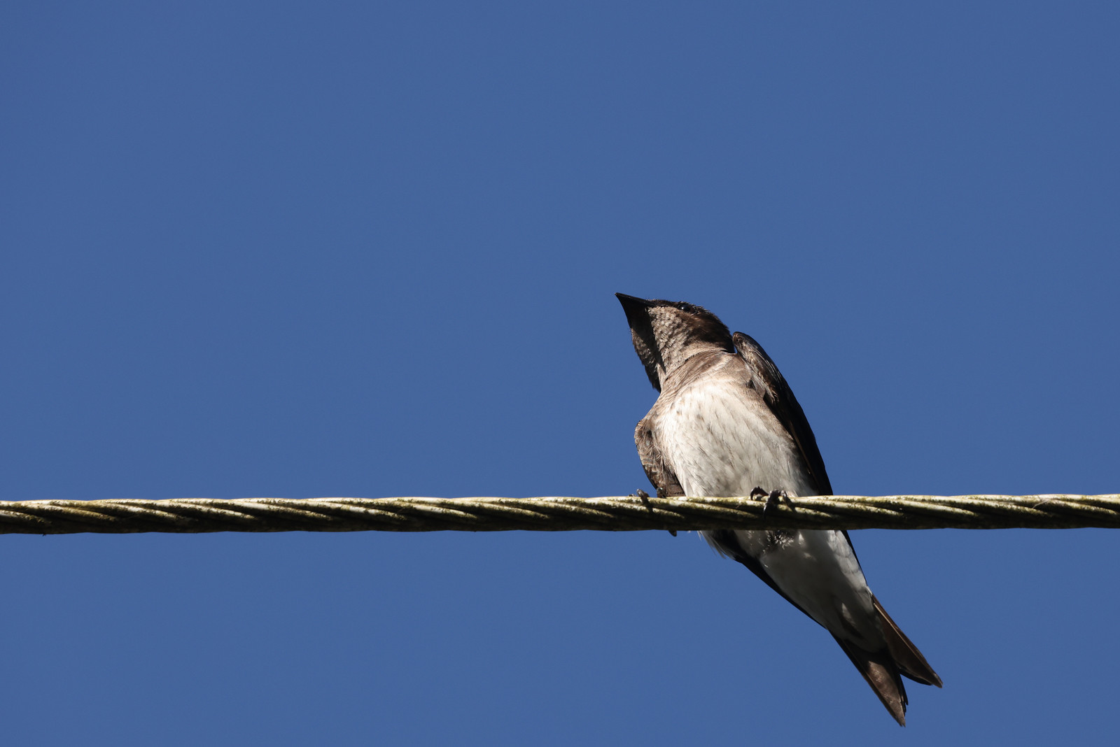 Hirondelle-chalybee_2.jpg