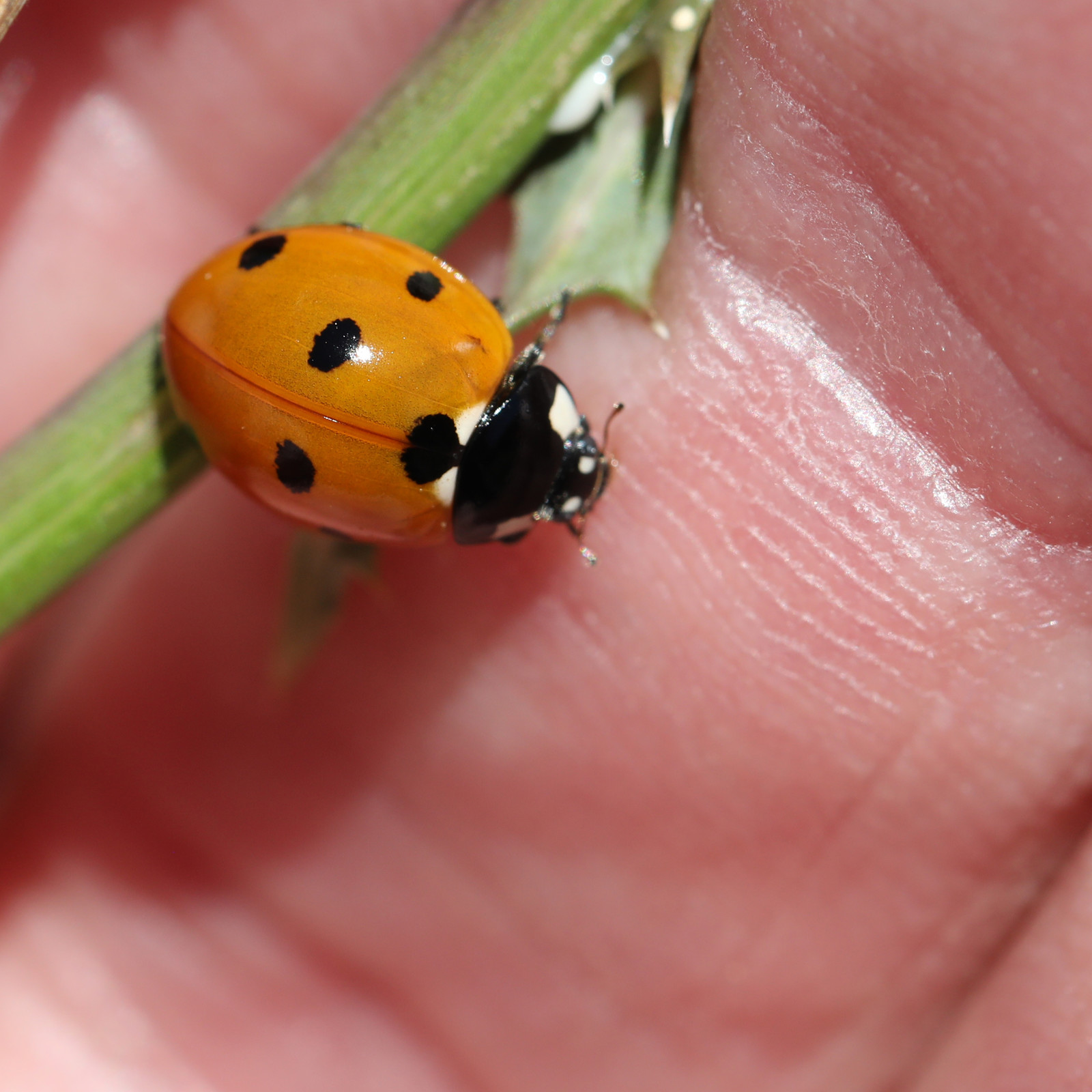 coccinella-septempunctata_1.jpg