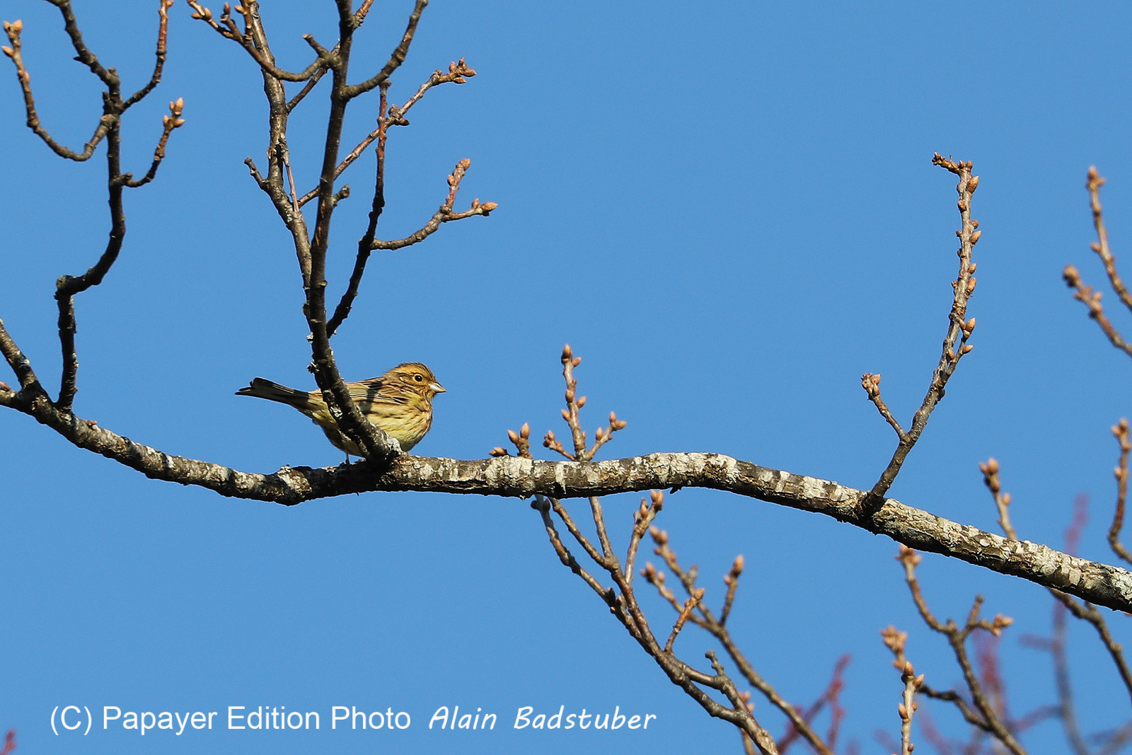 Faune et Flore de Suisse, 2022