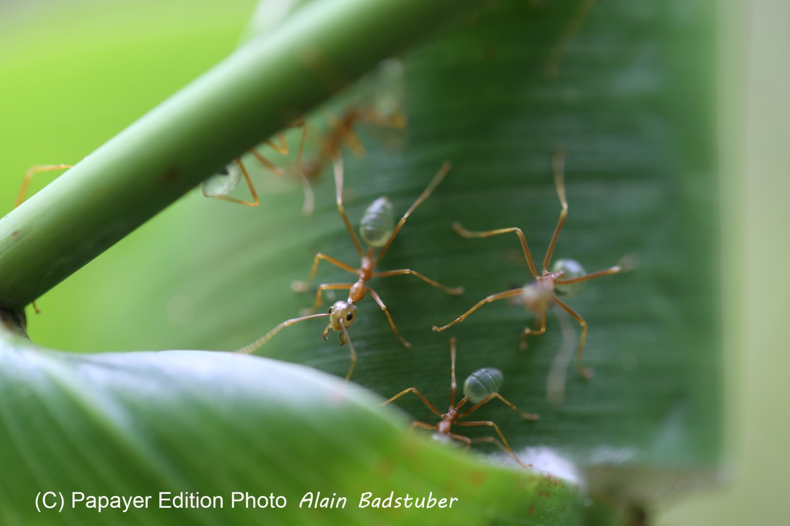 Fourmis à Cape Tribulation