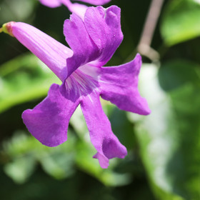 Végétaux et Champignons