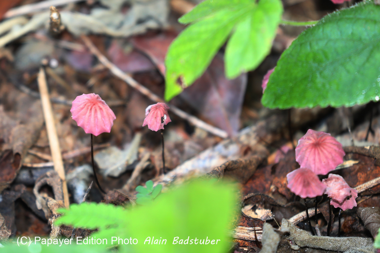 Végétaux et Champignons