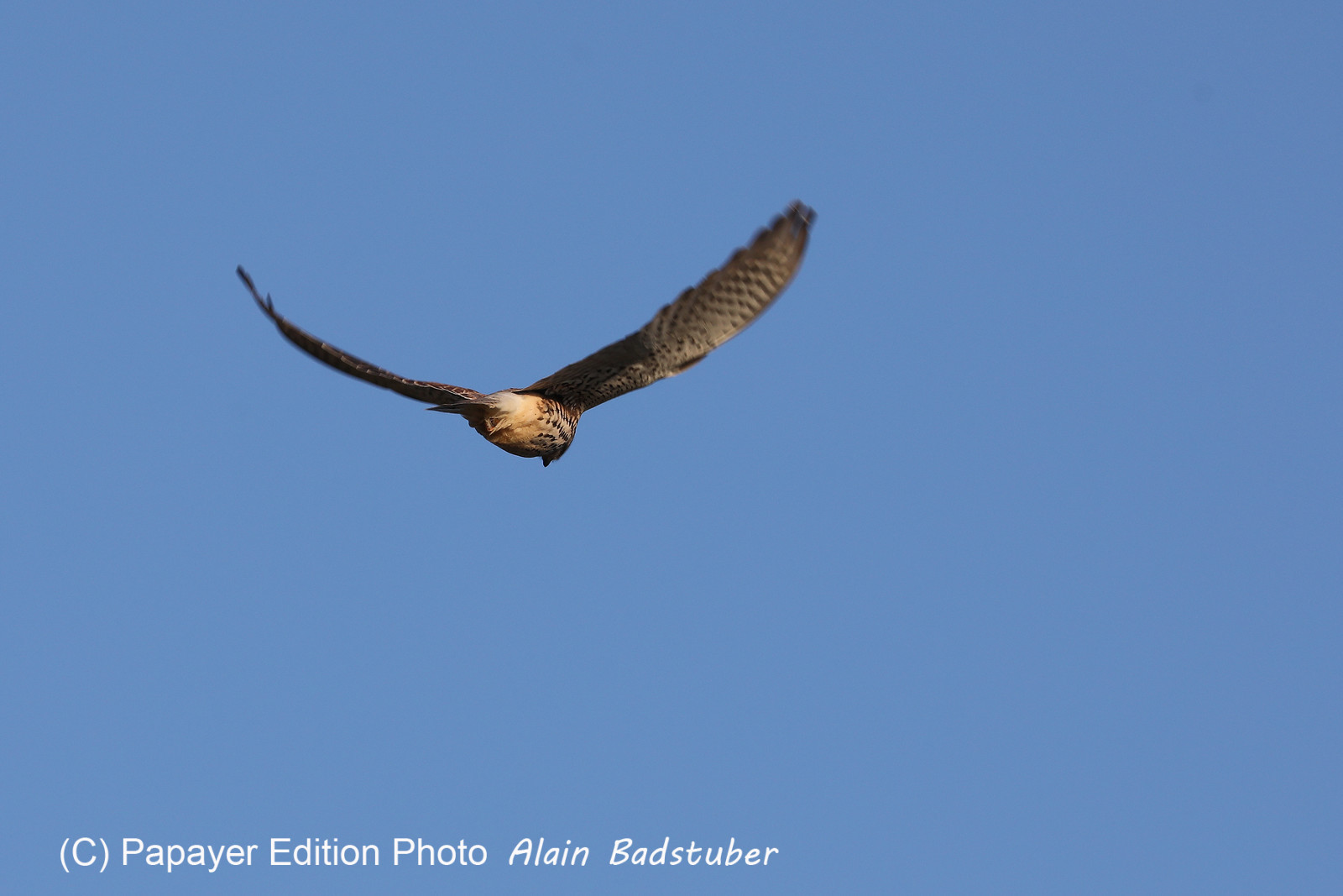Faune et Flore de Suisse, 2022