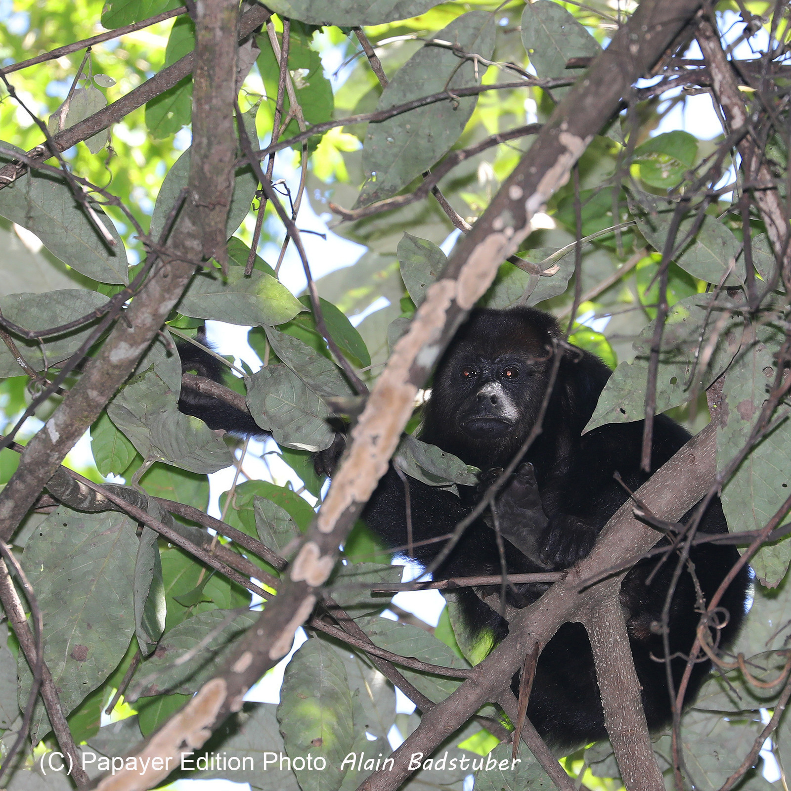 Singes hurleurs à Punta Gorda, Bélize