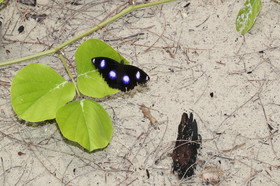 L'Australie à Cow Bay et Cape Tribulation en 2017