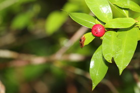 L'Australie à Cow Bay et Cape Tribulation en 2017