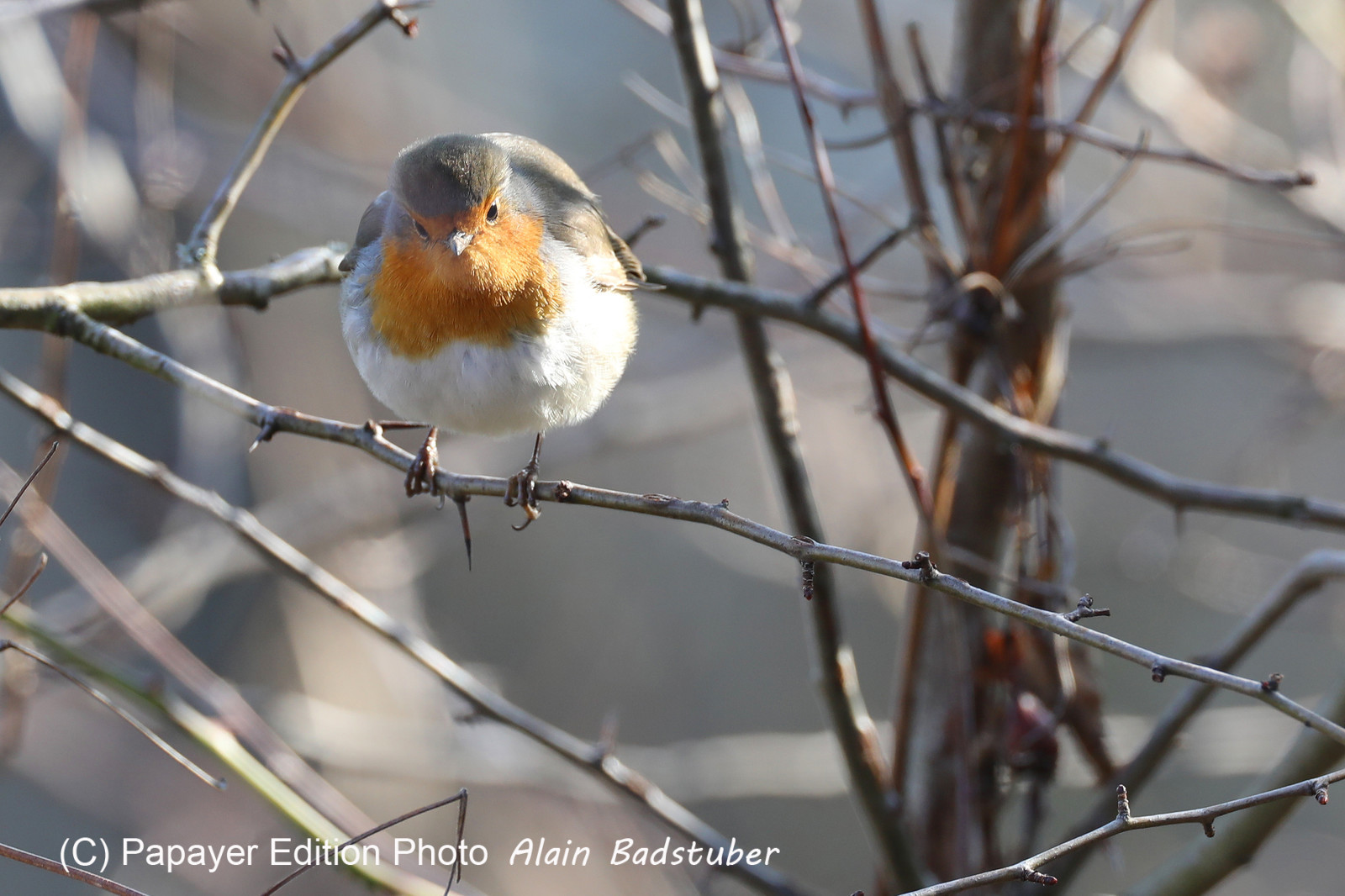 Faune et Flore de Suisse, 2022, Vaumarcus, Rouge-Gorge