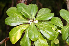 L'Australie à Cow Bay et Cape Tribulation en 2017