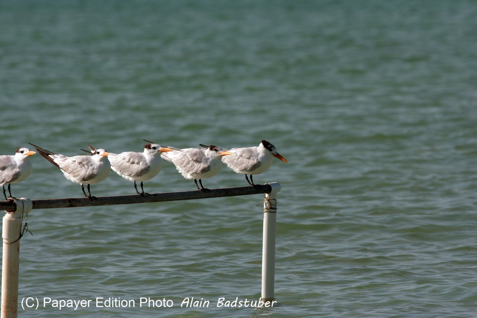 Images_Belize_2011_377