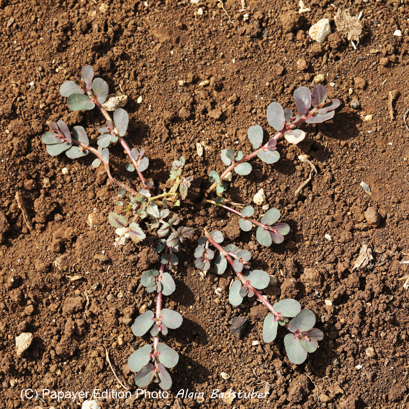 Végétaux et Champignons
